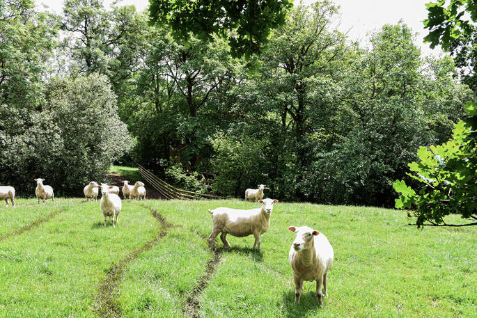 Explore the farm at The Pheasant's Retreat in Devon