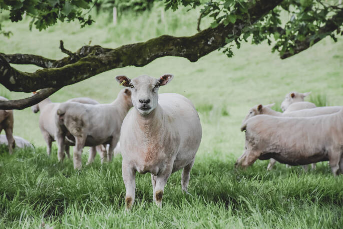 Some curious sheep neighbours at The Pheasant's Retreat in Devon