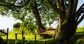 Jump in the hammock and bask in the evening sun at Vintage Vardos in Devon