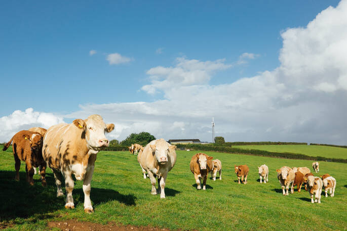 Meet the beautiful cows at Vintage Vardos in Devon