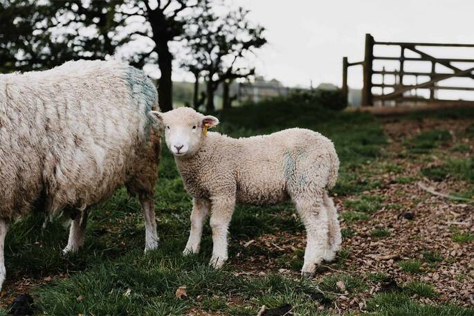 Farm animals on site