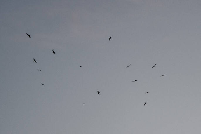 Bird watching