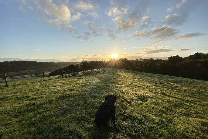 View with a dog at The Nap, Langabridge Farm in Devon