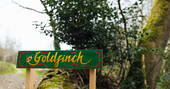Goldfinch-001