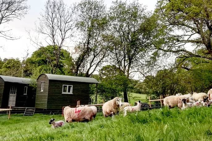 Penn Bergeyn shepherd's hut and the sheep, Penn Farm, Higher Ashton, Exeter, Devon b
