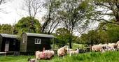 Penn Bergeyn shepherd's hut and the sheep, Penn Farm, Higher Ashton, Exeter, Devon b