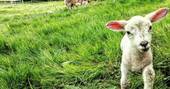 Penn Bergeyn shepherd's hut happy baby sheep, Penn Farm, Higher Ashton, Exeter, Devon