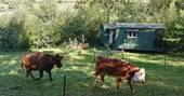 Penn Bergeyn shepherd's hut inquisitive cows passing by, Penn Farm, Higher Ashton, Exeter, Devon