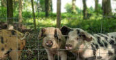 Pigs at Pickwell Manor