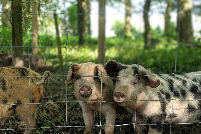 Pigs at Pickwell Manor in Devon