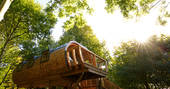 Sun shining through the trees surrounding The Hideaway at Pickwell treehouse in Devon