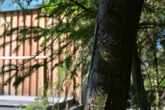 Brock cabin, Forestmill, Clackmannanshire, Scotland (22)