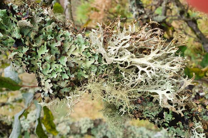 Brock cabin, Forestmill, Clackmannanshire, Scotland (7)