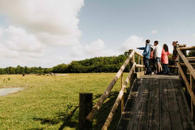 Guests are invited to join three wildlife experiences led by expert guides