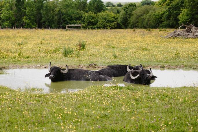 Watch the Water Buffalos