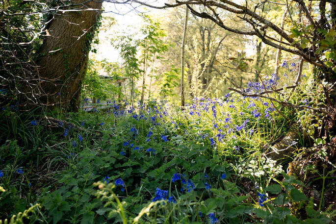 Bluebells