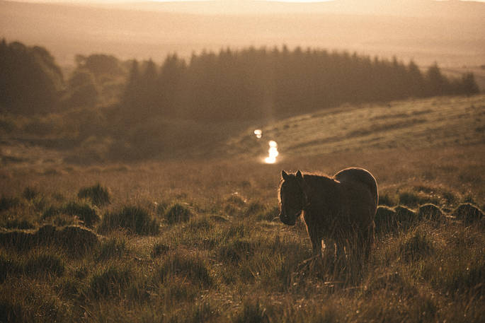 Hay Barn sun rise and the ponny, Dartmoor, Devon