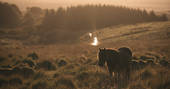 Hay Barn sun rise and the ponny, Dartmoor, Devon