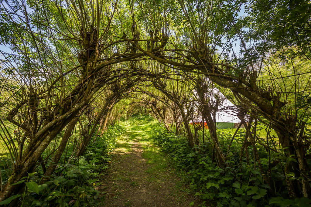 Candyland Studios Cabin in Devon Canopy & Stars