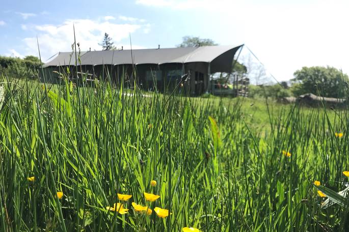 Buttercups at Welcombe Meadow safari tents, High Bickington, Umberleigh, Devon