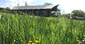 Buttercups at Welcombe Meadow safari tents, High Bickington, Umberleigh, Devon
