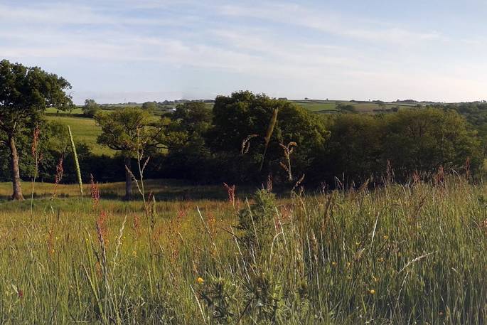 Views of wild-flower meadows at Taw safari tent in Devon