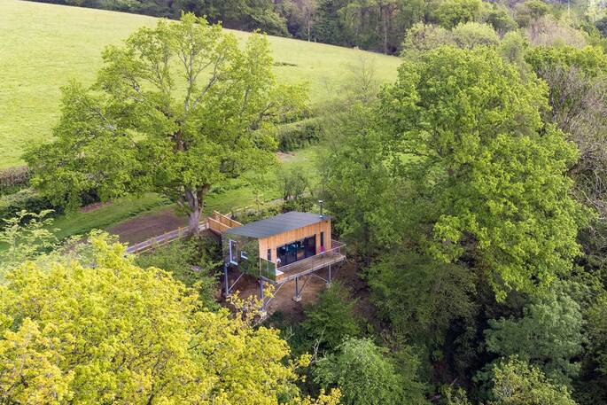 The Wonham Larch, Devon (3)