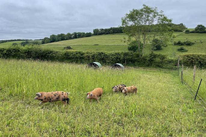 Lady Betty shepherd's hut pigs in the field, Ash Farm, Stourpaine, Dorset