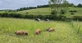 Lady Betty shepherd's hut pigs in the field, Ash Farm, Stourpaine, Dorset