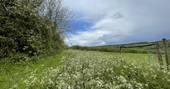 Lady Betty shepherd's hut wild flowers meadow, Ash Farm, Stourpaine, Dorset