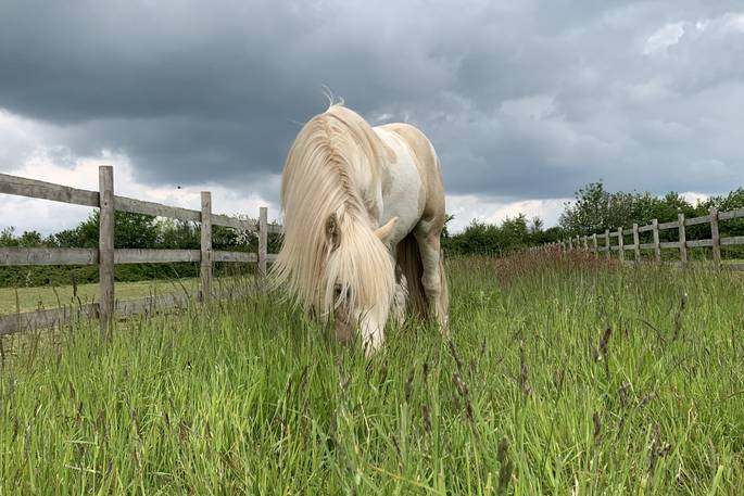 Leonora shepherd's hut pony, Ash Farm, Stourpaine, Dorset