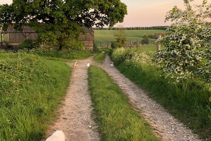 Leonora shepherd's hut walk with dogs and a fluffy cat, Ash Farm, Stourpaine, Dorset