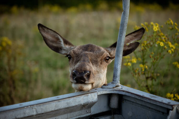 Meet the locals 