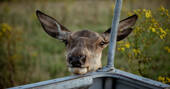 Meet the locals 