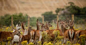 Resident herd of Red Deer 
