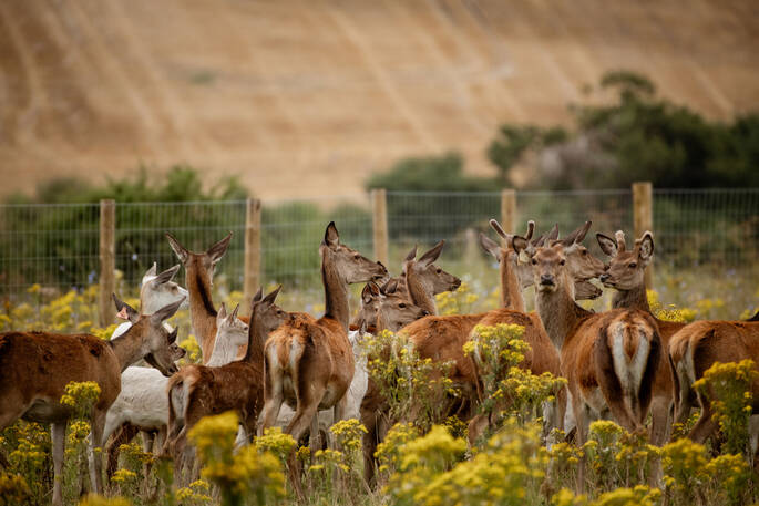 Resident herd of Red Deer