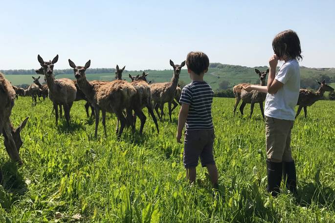 Children feeding the deer of Ash Farm in Dorset 