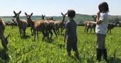 Children feeding the deer of Ash Farm in Dorset 