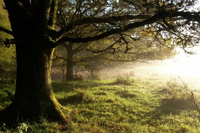 Trees in the morning mist in Dorset