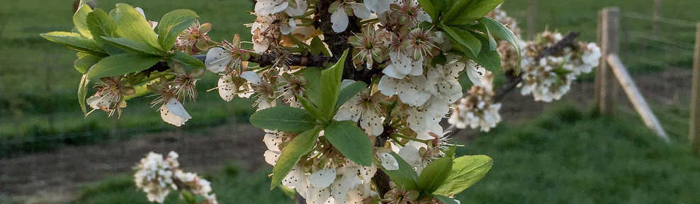 Dither and faff estate image