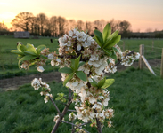 Dither & Faff Shepherd's Huts