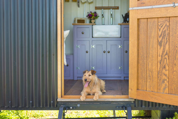 Happy Hare Shepherd's hut dog, Sturminster Newton, Dorset