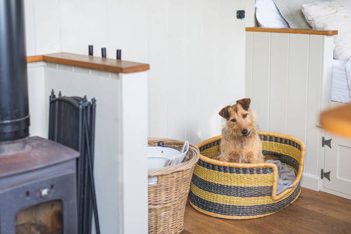 The Pleasant Pheasant Shepherd's hut dog, Sturminster Newton, Dorset
