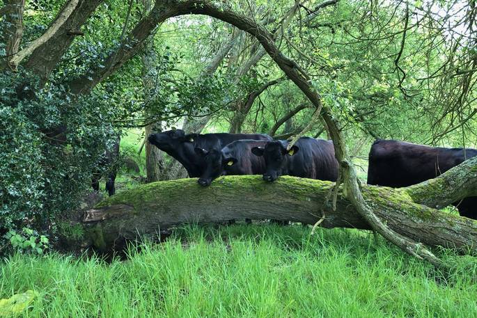 Silent Owl cabin - inquisitive cows, Red Kite Lodge at Shaftesbury, Dorset
