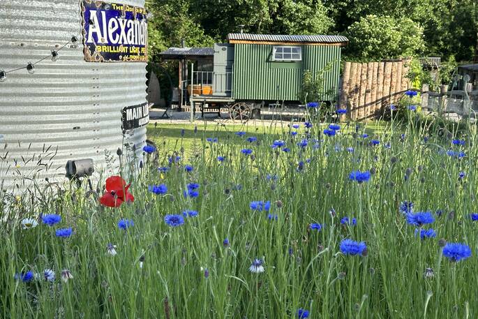 Wildflowers