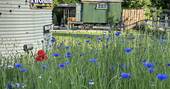 Wildflowers