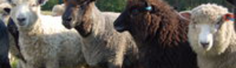 bouncers sheep