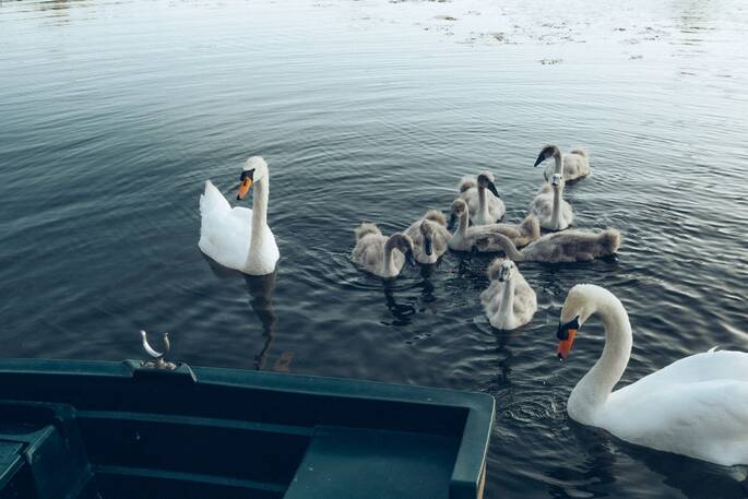 14 - Wildlife