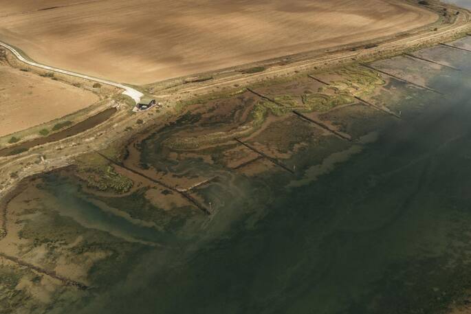 Samphire from above
