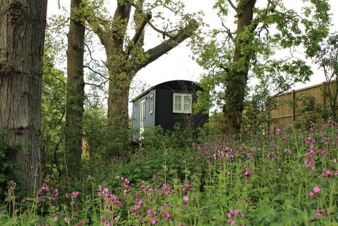 Teal at The Shepherds Hide in Essex 